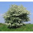 Egybibés galagonya - Crataegus monogyna	