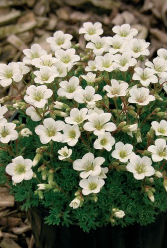 Kőtörőfű - Saxifraga x arendsii 'White Star'