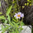 Évelő őszirózsa - Aster laevis 'Glow in the Dark'