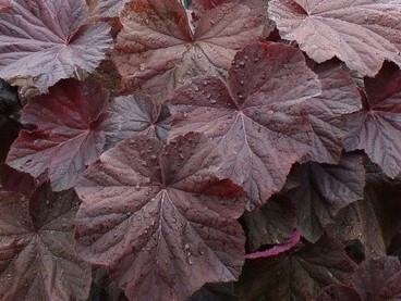 Tűzeső - Heuchera 'XXL'