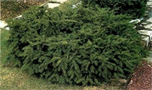 Terülő tiszafa - Taxus baccata 'Repandens'