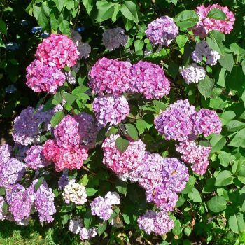   Fűrészeslevelű hortenzia - Hydrangea serrata 'Preziosa'