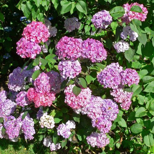 Fűrészeslevelű hortenzia - Hydrangea serrata 'Preziosa'