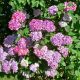 Fűrészeslevelű hortenzia - Hydrangea serrata 'Preziosa'