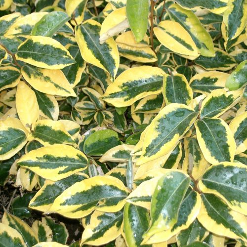 Széleslevelű ezüstfa - Elaeagnus ebbingei 'Gilt Edge'