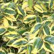 Széleslevelű ezüstfa - Elaeagnus ebbingei 'Gilt Edge'