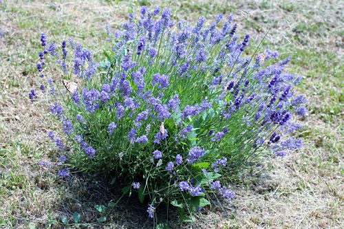 Levendula - Lavandula angustifolia K3