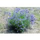 Levendula - Lavandula angustifolia K3