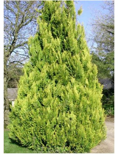 Arany oregoni hamisciprus - Chamaecyparis lawsoniana 'Ivonne'