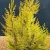 Arany oregoni hamisciprus - Chamaecyparis lawsoniana 'Ivonne'