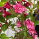 Rózsalonc - Weigela 'Bristol Ruby'