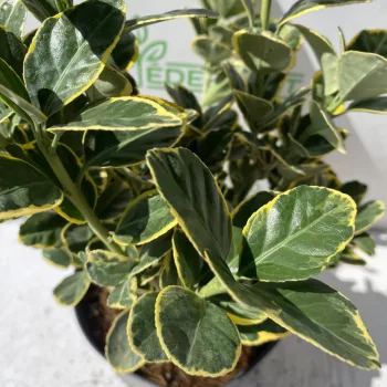 Japán kecskerágó - Euonymus japonicus 'Aureus'