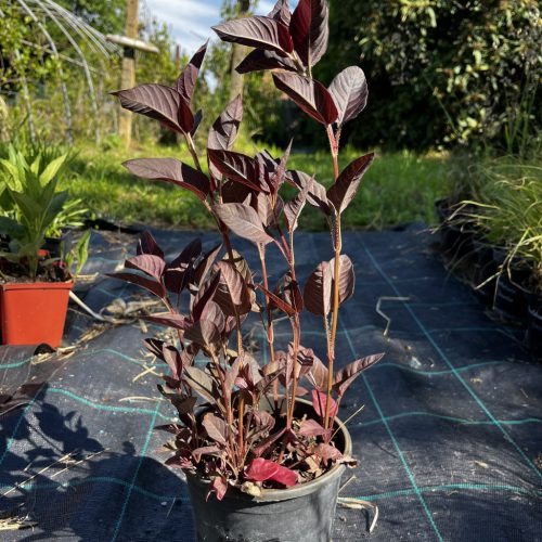 Lizinka - Lysimachia ciliata 'Firecracker'
