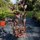 Lizinka - Lysimachia ciliata 'Firecracker'