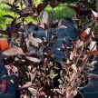Lizinka - Lysimachia ciliata 'Firecracker'