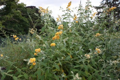 Sárga virágú nyári orgona - Buddleja weyeriana 'Golden Glow'