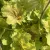 Heuchera 'Northern Exposure Sienna' – Tűzeső D14