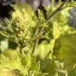 Heuchera 'Northern Exposure Sienna' – Tűzeső D14