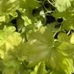 Heuchera 'Northern Exposure Sienna' – Tűzeső D14
