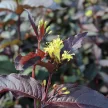 Sárgalonc - Diervilla splendens 'Diva'