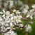 Rézvörös fanyarka (Mézalmácska) - Amelanchier lamarckii