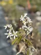 Rézvörös fanyarka (Mézalmácska) - Amelanchier lamarckii