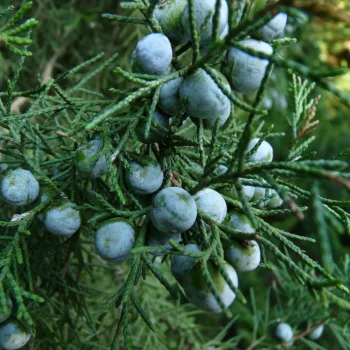   Keskeny kínai boróka - Juniperus chinensis 'Keteleeri'