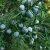 Keskeny kínai boróka - Juniperus chinensis 'Keteleeri'