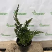 Keskeny kínai boróka - Juniperus chinensis 'Keteleeri'