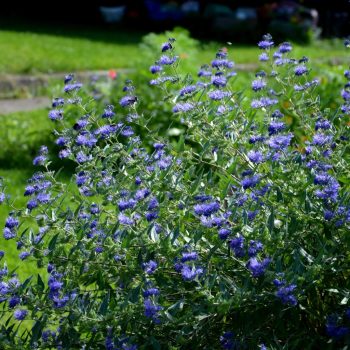   Caryopteris x clandonensis 'Heavenly Blue' - Angol kékszakáll K5 50/70