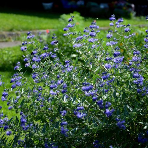 Angol kékszakáll - Caryopteris x clandonensis 'Heavenly Blue'