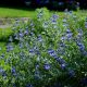 Angol kékszakáll - Caryopteris x clandonensis 'Heavenly Blue'