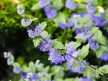 Caryopteris x clandonensis 'Heavenly Blue' - Angol kékszakáll K5 50/70