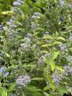 Caryopteris x clandonensis 'Heavenly Blue' - Angol kékszakáll K5 50/70