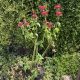 Méhbalzsam - Monarda didyma 'Red Shades'