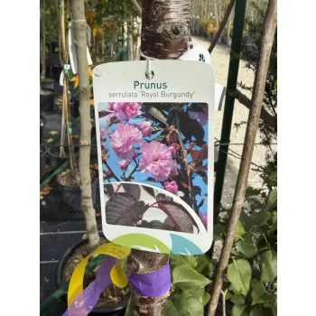  Prunus serrulata 'Royal Burgundy' – vöröslevelű japán díszcseresznye K25 3xi 8/10 T220