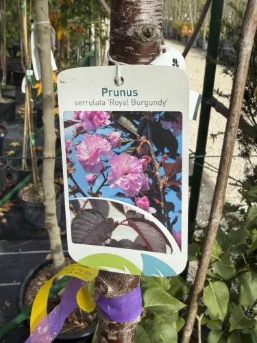 Prunus serrulata 'Royal Burgundy' – vöröslevelű japán díszcseresznye K25 3xi 8/10 T220