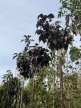 Prunus serrulata 'Royal Burgundy' – vöröslevelű japán díszcseresznye K25 3xi 8/10 T220
