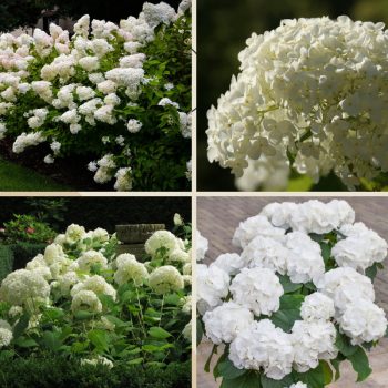 Fehér hortenzia válogatás