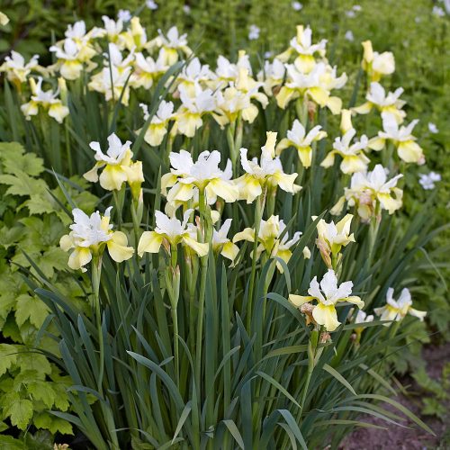 Szibériai nőszirom - Iris sibirica 'Butter and Sugar'