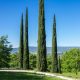 Európai ciprus - Cupressus sempervirens 'Totem'