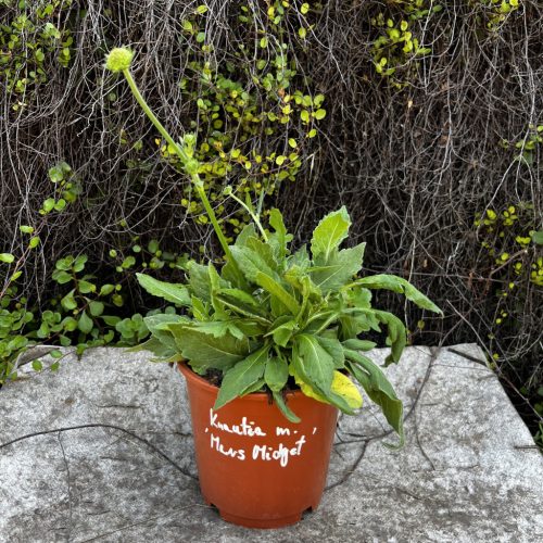Macedón varfű - Knautia macedonica 'Mars Midget'