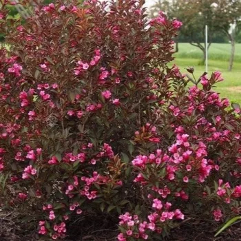   Törpe vöröslevelű rózsalonc - Weigela florida 'Nana Purpurea'