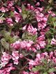 Törpe vöröslevelű rózsalonc - Weigela florida 'Nana Purpurea'