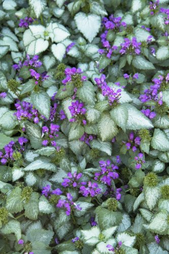 Foltos árvacsallán -  Lamium maculatum 'Lami Dark Purple'