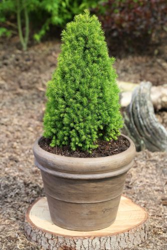 Cukorsüvegfenyő - Picea glauca 'Piccolo'