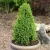 Cukorsüvegfenyő - Picea glauca 'Piccolo'