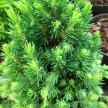 Cukorsüvegfenyő - Picea glauca 'Piccolo'