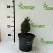 Cukorsüvegfenyő - Picea glauca 'Piccolo'
