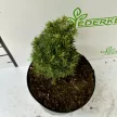 Cukorsüvegfenyő - Picea glauca 'Piccolo'